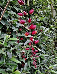 Thunbergia coccinea