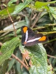 Adelpha