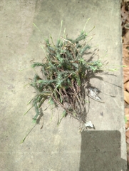 Tillandsia tricholepis