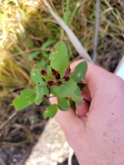 Hypericum virginicum