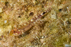 Tripterygion delaisi