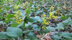 Solidago flexicaulis