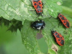 Tritomegas sexmaculatus