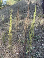 Artemisia