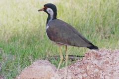 Vanellus indicus