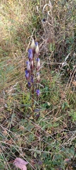 Gentianopsis