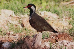 Vanellus indicus