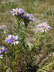 Galatella dahurica
