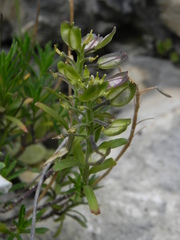 Iberis saxatilis