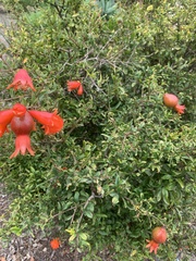 Punica