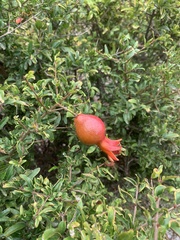 Punica