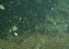 Serranus papilionaceus