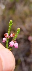 Erica articularis
