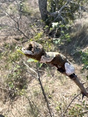 Heraclides cresphontes