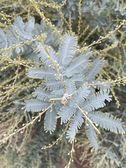 Acacia baileyana