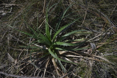 Eryngium horridum