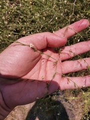 Asparagus