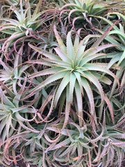 Aloe arborescens
