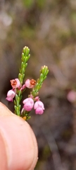 Erica articularis