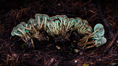 Hypholoma fasciculare