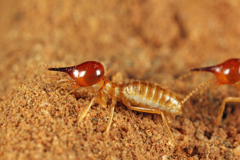 Snouted Harvester Termite