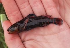 Etheostoma caeruleum