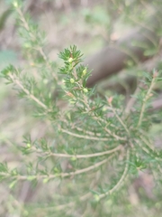 Erica arborea