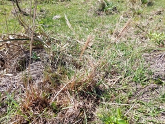 Schizachyrium microstachyum