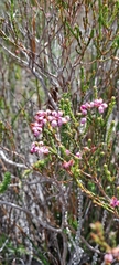 Erica articularis