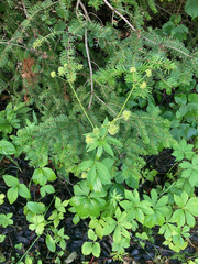 Sanicula marilandica