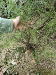 Erica arborea