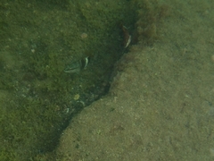 Serranus papilionaceus