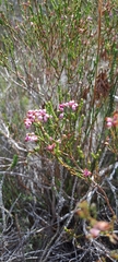 Erica articularis