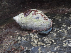 Stramonita haemastoma