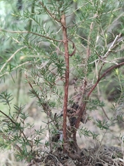 Erica arborea