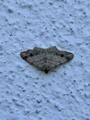 Frederickia nigricomma