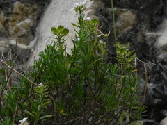 Iberis saxatilis