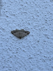 Frederickia nigricomma