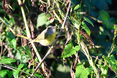 Leiothlypis ruficapilla