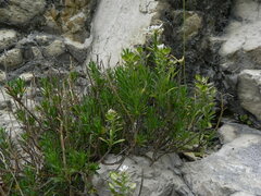 Iberis saxatilis