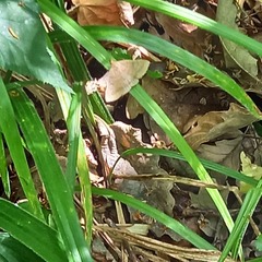 Zanclognatha lunalis