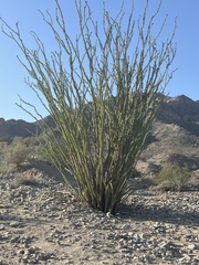 Fouquieria splendens splendens