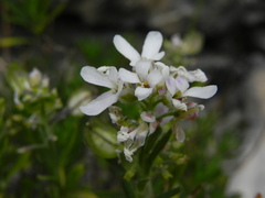 Iberis saxatilis