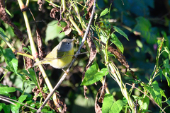 Leiothlypis ruficapilla