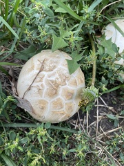Mycenastrum corium