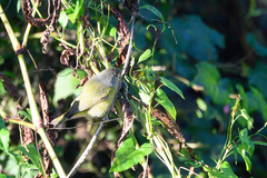 Leiothlypis ruficapilla