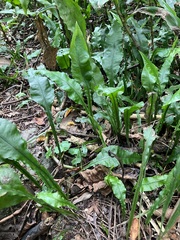 Leptochilus wrightii
