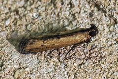 Elasmopalpus lignosella