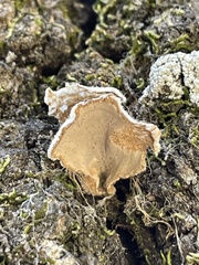 Stereum fasciatum