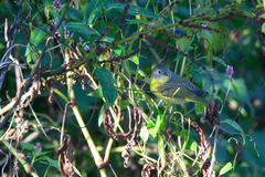 Leiothlypis ruficapilla
